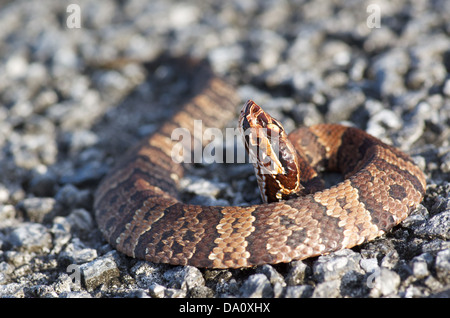 A Florida Cottonmouth (Agkistrodon conanti piscivores) se réchauffer sur le chemin principal du parc dans le parc national des Everglades, en Floride. Banque D'Images