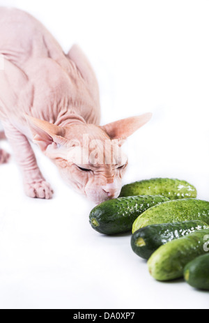 Le chat sphinx mangent du concombre Banque D'Images