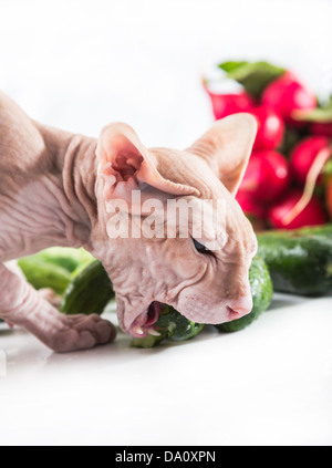 Le chat sphinx mangent du concombre Banque D'Images