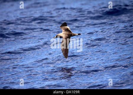 Shearwater Corys volant bas au-dessus de l'océan au large des Canaries Banque D'Images