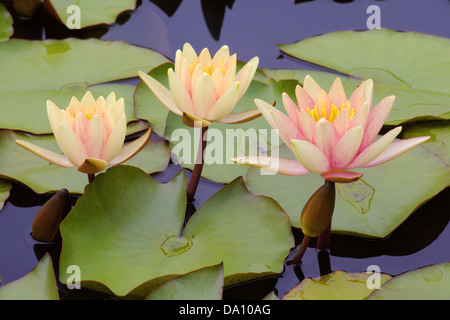 Rose et jaune pâle trois nénuphars Nymphea Banque D'Images