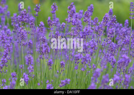 En pleine floraison lavande Lavandula angustifolia parfumé Banque D'Images