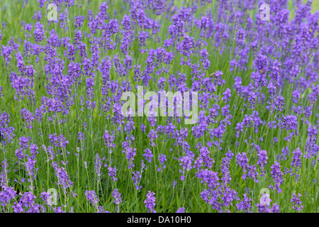 En pleine floraison lavande Lavandula angustifolia parfumé Banque D'Images