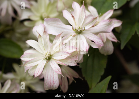 Clematis montana 'Marjorie' pousse dans un jardin anglais. Banque D'Images