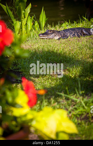 Un alligator soleils dans une cour d'une maison à Charleston, SC Banque D'Images