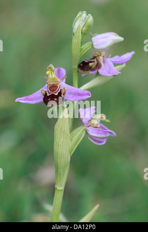 L'orchidée abeille (Ophrys apifera) sur Collard Hill Banque D'Images