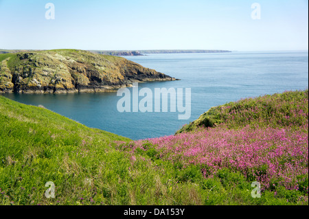 L'île de Skomer, Pembrokeshire, Pays de Galles de l'Ouest, Grande-Bretagne Banque D'Images