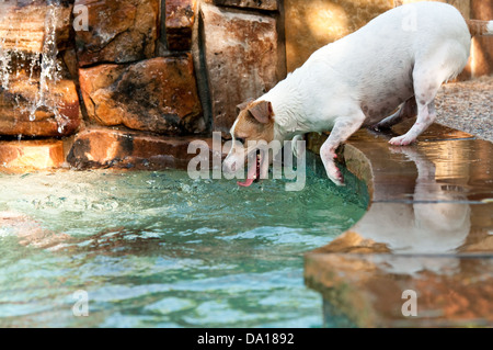 Jack Russell Terrier dog natation en piscine aqua blue. Banque D'Images