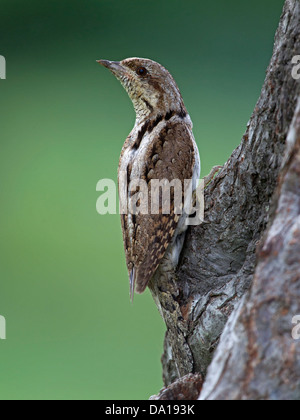 Fourmilier eurasien perché sur tronc d'arbre Banque D'Images