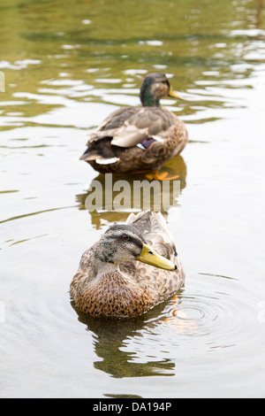 Deux canards assis dans l'eau peu profonde Banque D'Images