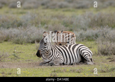 (Equus zebra) guagga mère couchée avec de jeunes oiseaux, le parc national du Serengeti, Tanzanie. Banque D'Images