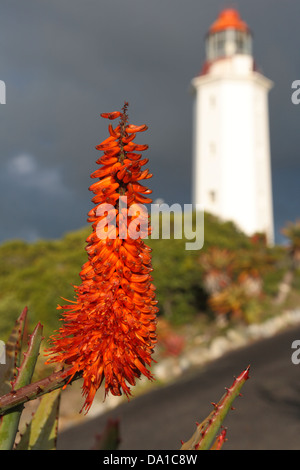 Floraison d'hiver aloe en fleur après la pluie à proximité du phare de Danger Point, Province de Western Cape, Gansbaai, Afrique du Sud Banque D'Images