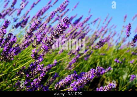 Gros plan de la lavande commune Banque D'Images