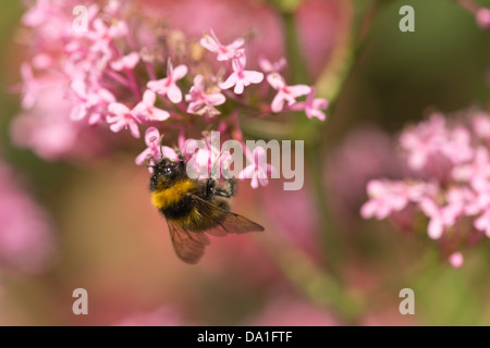 La valériane rouge un bien-aimé de l'usine par les abeilles et papillons fleurs abondantes du flou en été l'arrière-plan Banque D'Images