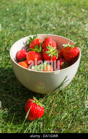 Teignmouth, Devon, Angleterre. 30 juin 2013. Un bol de fraises fraîchement cueillies à partir d'un jardin clos. Banque D'Images