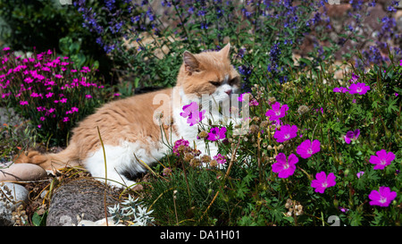 Teignmouth, Devon, Angleterre. 30 juin 2013. Un British Shorthair crème et blanc salons dans l'herbe parmi les fleurs dans un jardin Banque D'Images