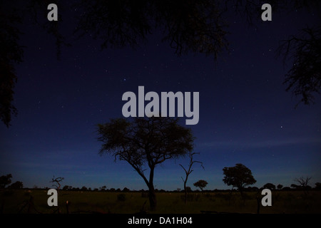 Ciel de nuit vu de l'Ngweshla Camp, parc national de Hwange, Zimbabwe, Afrique du Sud Banque D'Images