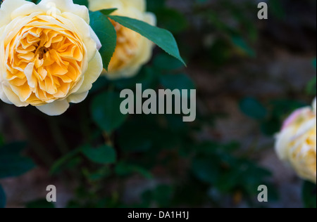 Teignmouth, Devon, Angleterre. 30 juin 2013. Rosier grimpant par David Austin Teasing nommé la Géorgie dans un jardin clos. Banque D'Images