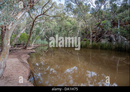 Un billabong (trou d'eau) près de Wilpena Pound dans la belle construction solide Flinders dans l'outback australien. Banque D'Images