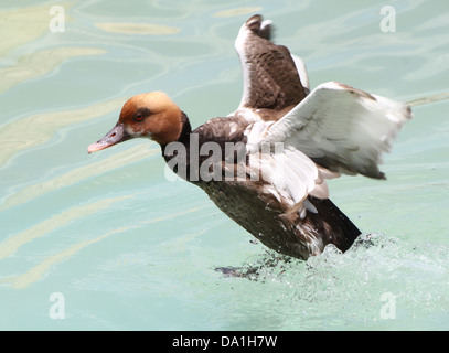 La capture d'hommes détaillée nette rousse (Netta rufina) vers le bas et l'atterrissage dans un lac, ailes ouvertes - 5 images en série Banque D'Images