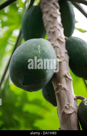 La papaye (Carica papaya) arbre avec des fruits. Zanzibar, République Unie de Tanzanie, Afrique de l'Est. Banque D'Images