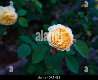 Teignmouth, Devon, Angleterre. 30 juin 2013. Rosier grimpant par David Austin Teasing nommé la Géorgie dans un jardin clos. Banque D'Images