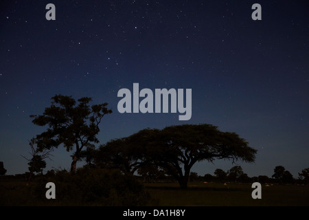 Ciel de nuit vu de l'Ngweshla Camp, parc national de Hwange, Zimbabwe, Afrique du Sud Banque D'Images