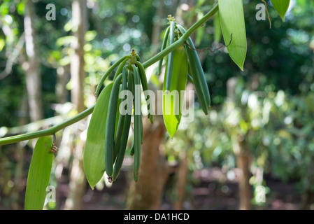 Usine de vanille (Vanilla planifolia). La plantation d'épices, Zanzibar, République Unie de Tanzanie, Afrique de l'Est. Banque D'Images