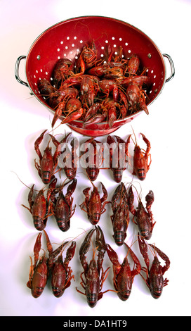 Cray bouilli prêt à manger du poisson. Banque D'Images