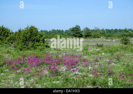 Fleurs pourpre beauté Scouler collante dans un pré en été à l'île de Oland, suédois Banque D'Images