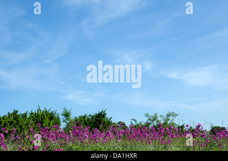 Été haut en couleurs pré avec un collant scouler genévriers à un ciel bleu. L'île de Oland en Suède. Banque D'Images