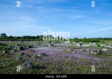 La ciboulette en fleurs dans une prairie rocheuse à ciel bleu. L'île de Oland en Suède. Banque D'Images