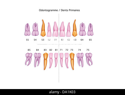 Dent de lait, dessin Banque D'Images