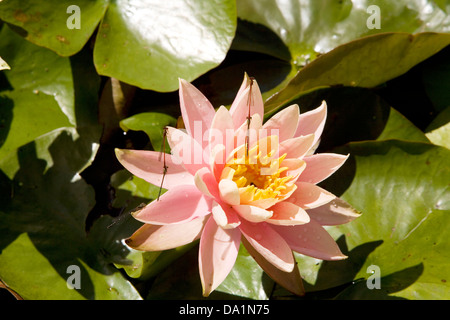 Détail, nénuphar, Golf International de Wairakei, Taupo, Nouvelle-Zélande. Banque D'Images