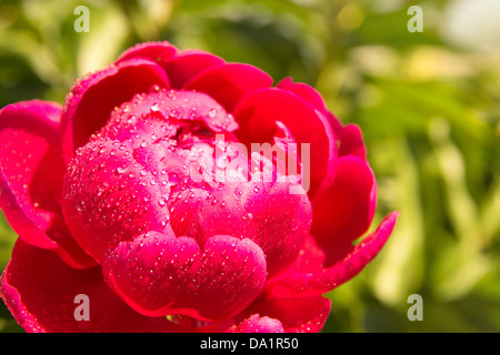 Rouge pivoine fleur (violette) avec des gouttes close up, selective focus, concept horizontal matin d'été. Banque D'Images