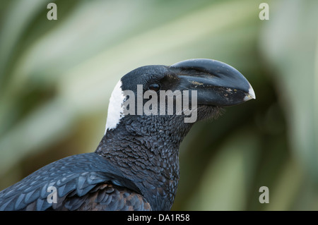 Le Corbeau (Corvus crassirostris), le parc national des montagnes du Simien, Ethiopie Banque D'Images