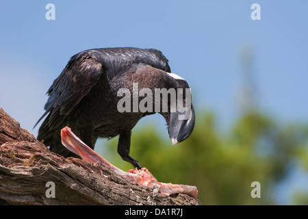 Le Corbeau (Corvus crassirostris) se nourrissant d'une carcasse, le parc national des montagnes du Simien, Ethiopie Banque D'Images