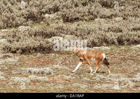 Loup éthiopien (Canis simensis), Bale mountains national park, Ethiopie Banque D'Images