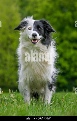 Border Collie (Canis lupus familiaris) dans le pré Banque D'Images