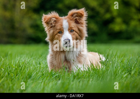 Border Collie (Canis lupus familiaris) pup couchée dans jardin Banque D'Images