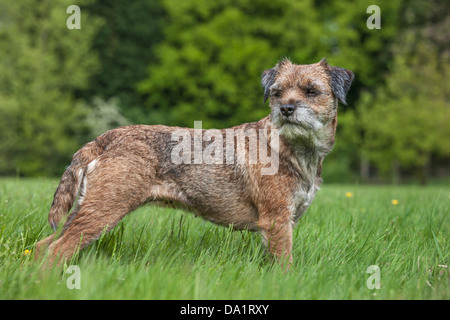Border Terrier (Canis lupus familiaris) in garden Banque D'Images