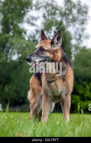 Alsacienne ancienne / berger allemand chien (Canis lupus familiaris) in garden Banque D'Images