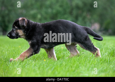 Berger Allemand / alsacien (Canis lupus familiaris) puppy running in garden Banque D'Images