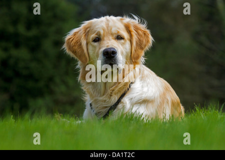 Golden retriever (Canis lupus familiaris) dog lying on lawn in garden Banque D'Images