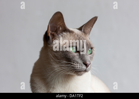 Cat tonkinois, résultat d'un croisement entre un siamois et récentes races de chat Birman Banque D'Images