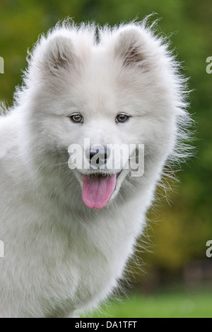 Chien Samoyède blanc / Bjelkier, race sibérienne, dans la région de jardin Banque D'Images