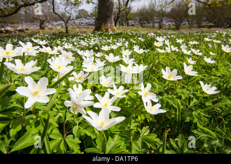 Anémone des bois (Anemone nemorosa) croissant dans Oxenber Woods au-dessus Austwick Banque D'Images