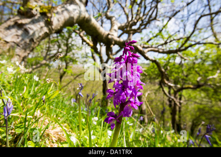 Bluebells, orchidées et de l'Anémone des bois de plus en plus Oxenber Woods au-dessus Austwick Banque D'Images