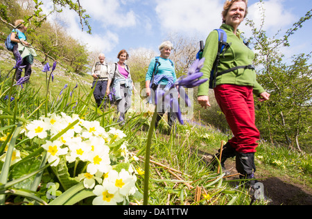 Ramblers walking cours des primevères et jacinthes poussant dans Oxenber Woods au-dessus Austwick Banque D'Images