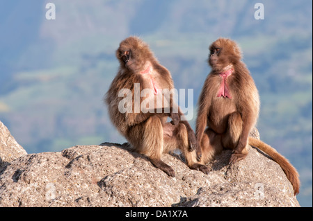 Les babouins gélada (Theropithecus Gelada) sur une falaise, le parc national des montagnes du Simien, au nord de l'Ethiopie Banque D'Images